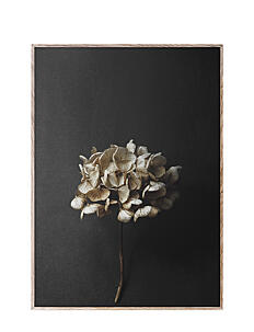 Paper Collective Still Life 04 50x70 - Botanisk - MULTI / multi