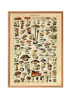 Poster & Frame Mushrooms - Botanisk - MULTI-COLORED / multi