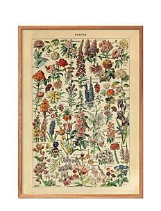 Poster & Frame Fleurs - Botanisk - MULTI-COLORED / multi