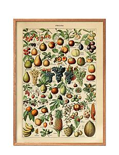 Poster & Frame Fruits - Botanisk - MULTI-COLORED / multi