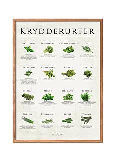 Poster & Frame Herbs - Plakater - MULTI-COLORED / multi